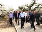 邯鄲市肥鄉區領導觀摩東、西劉家寨美麗鄉村項目