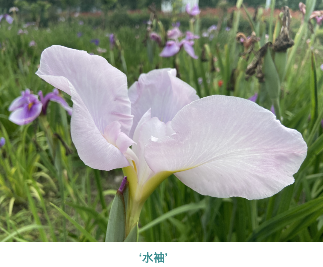 人文動(dòng)態(tài)丨16個(gè)新品種獲國(guó)際登錄！人文園林鳶尾研究再取佳績(jī)