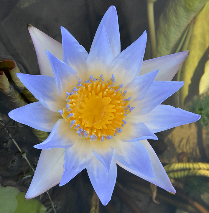 以“人文”為名，2022人文園林睡蓮國(guó)際登錄新品種賞析