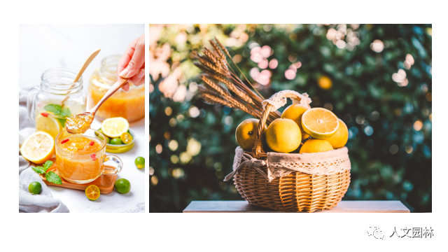 活動報名|人文園林旗下花點園藝五周年慶活動月來啦~古法香丸、柚子茶、無患子手工皂、圣誕花環DIY