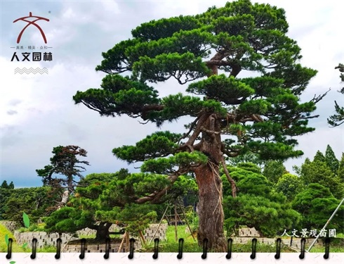 植樹節(jié)|“植”此青綠，共建美好人居