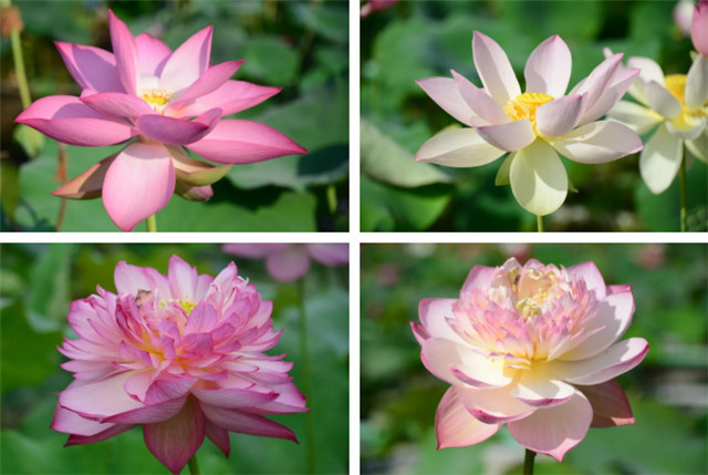 154078190319747232D9.jpg 6.jpg